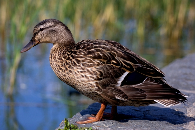 Canard2.jpg